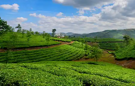 Tea Plantation in Munnar